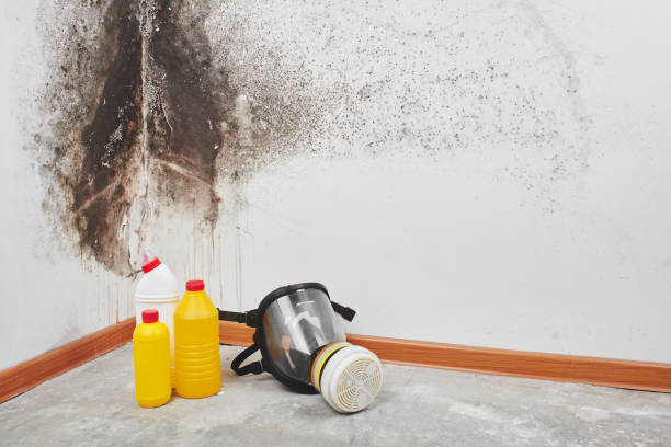 Best Mold Removal and Inspection  in Braham, MN