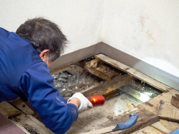 Best Mold Removal and Inspection  in Braham, MN