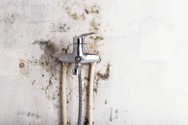 Mold Removal Process in Braham, MN