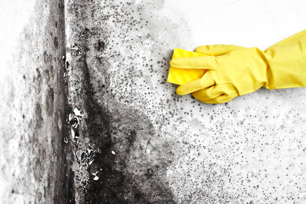 Best Residential Mold Removal  in Braham, MN