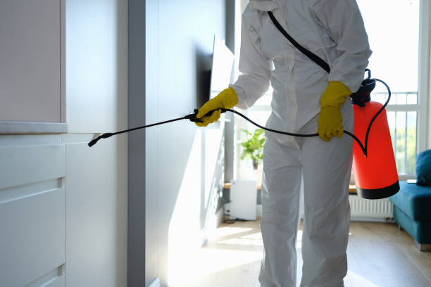 Best Mold Remediation Experts  in Braham, MN