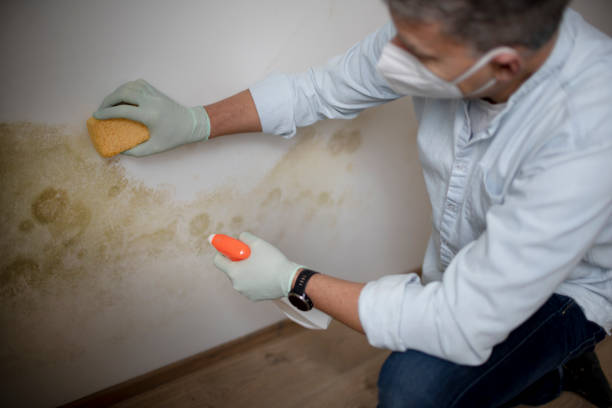 Best Mold Removal Company Near Me  in Braham, MN