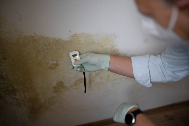 Best Toxic Mold Removal  in Braham, MN