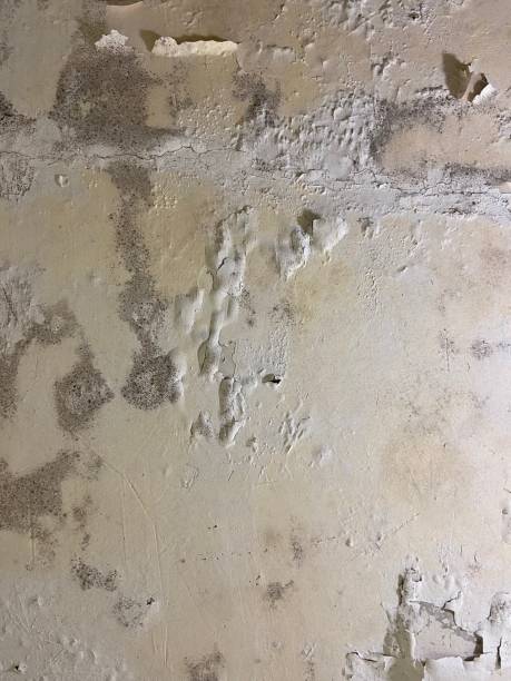 Best Mold Removal Near Me  in Braham, MN