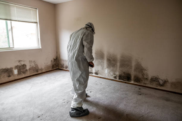 Best Mold Remediation  in Braham, MN