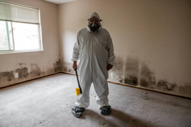 Best Mold Removal Process  in Braham, MN