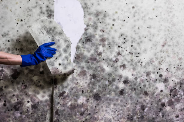 Best Certified Mold Removal  in Braham, MN
