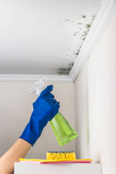 Best Mold Testing  in Braham, MN